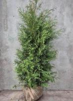 Thuja brabant conifeer €7,50, Tuin en Terras, Planten | Tuinplanten, Ophalen of Verzenden, Bloeit niet, Overige soorten, Volle zon