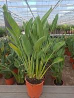 Strelitzia Reginae (paradijsvogelbloem), Ophalen, Zomer, Overige soorten, Volle zon