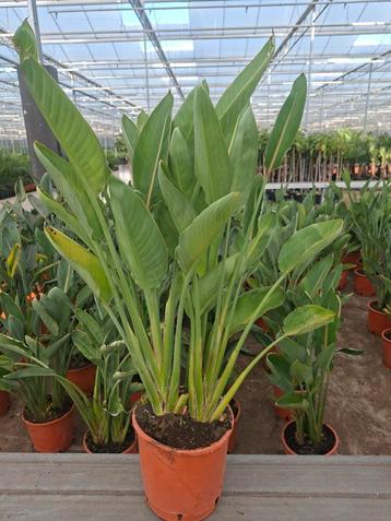Strelitzia Reginae (paradijsvogelbloem)
 beschikbaar voor biedingen