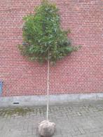 amberboom liquidambar styraciflua grote boom vanaf €20, Ophalen, Volle zon, Overige soorten