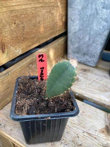 epiphyllum cactus seleni cereus frohning giorum gewort stek beschikbaar voor biedingen
