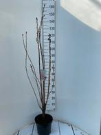 Prunus amanogawa Zuil sierkers, Tuin en Terras, Laurier, Ophalen