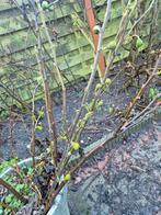 Vijgeboom stekken, Ophalen of Verzenden, Minder dan 100 cm, Overige soorten, Zomer