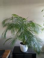 8 Grote kamerplanten, o.a. palmen, lepelplant, gatenplant., Ophalen, Overige soorten, In pot, 100 tot 150 cm