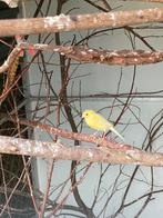 Gele timbrado jongen 2025, Dieren en Toebehoren, Vogels | Kanaries, Meerdere dieren