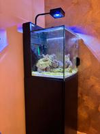 Zeer compleet Red Sea Max Nano inclusief meubel, Ophalen, Gebruikt, Gevuld zeewateraquarium
