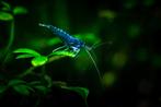 Neocardina Blue Velvet, Dieren en Toebehoren, Vissen | Aquariumvissen, Vis, Zoetwatervis