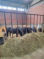 ‼️TE KOOP GEZOCHT‼️, Merrie
