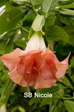 Brugmansia  stekken, Overige soorten, Volle zon, Eenjarig, Ophalen of Verzenden