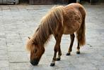 NSPS Shetlander jaarling mini merrie, Dieren en Toebehoren, Pony's, Merrie, 0 tot 2 jaar, A pony (tot 1.17m), Onbeleerd