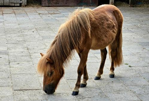 NSPS Shetlander jaarling mini merrie, Dieren en Toebehoren, Pony's, Merrie, Onbeleerd, A pony (tot 1.17m), Recreatiepony, 0 tot 2 jaar
