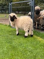 Walliser schwarznase ramlam - super tam !, Dieren en Toebehoren, Mannelijk, Schaap