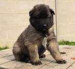 Tervuurse/ tervuerense herder pups uit hobbyfok, Dieren en Toebehoren, België, Particulier, Rabiës (hondsdolheid), 8 tot 15 weken