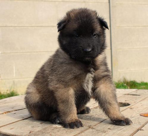 Tervuurse/ tervuerense herder pups uit hobbyfok, Dieren en Toebehoren, Honden | Herdershonden en Veedrijvers, Meerdere dieren
