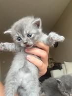 LAATSTE 2. Britse Korthaar Kittens, Dieren en Toebehoren, Katten en Kittens | Overige Katten, Meerdere dieren, Kortharig, 0 tot 2 jaar