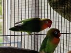 Agapornis koppel, Meerdere dieren, Dwergpapegaai of Agapornis, Geringd