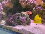 Anemoonvissen koppeltje, Dieren en Toebehoren, Vissen | Aquaria en Toebehoren, Ophalen, Overige typen