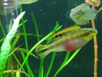 Kersenbuik Cichlide, Vis, Zoetwatervis