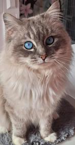 Ter dekking: Ragdoll Dekkater - Blue Lynx - met stamboom, 3 tot 5 jaar