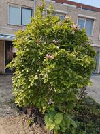 Magnolia 240cm hoog, Overige soorten, Volle zon, Ophalen of Verzenden, 100 tot 250 cm