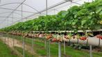 Aardbeiplanten, buizen,goten,stelling, Ophalen, Overige soorten, Volle zon