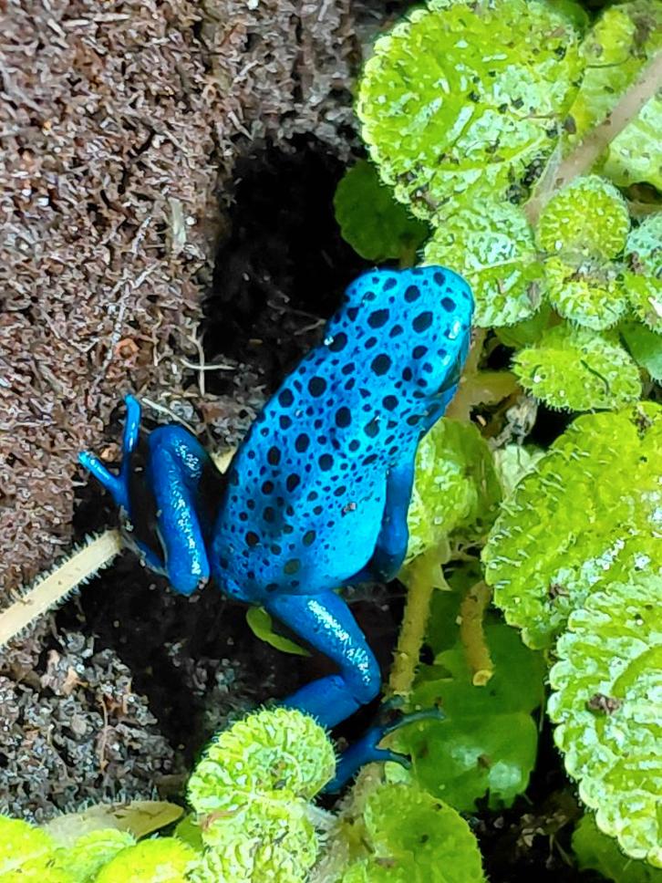 Prachtige Dendrobates tinctorius ‘Azureus’ pijlgifkikkers, Dieren en Toebehoren, Reptielen en Amfibieën, Amfibie, 0 tot 2 jaar