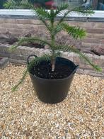 Boom, Tuin en Terras, Planten | Bomen, Ophalen of Verzenden, Overige soorten