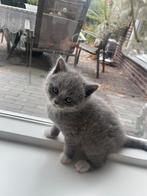 Sociale Britse Korthaar kittens paspoort, gechipt & ingeënt, Dieren en Toebehoren, Meerdere dieren, Gechipt, 0 tot 2 jaar