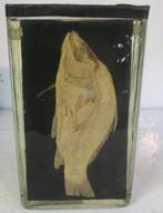 antieke vis karper op sterk water jaren 1920 5, Antiek en Kunst, Curiosa en Brocante, Ophalen
