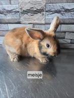 Baby hangoorkonijntjes, Dieren en Toebehoren, Konijnen, Meerdere dieren, Klein, Hangoor, 0 tot 2 jaar