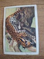 Verkade plaatje - Ocelot of Pardelkat, Ophalen of Verzenden, 1920 tot 1940, Ongelopen, Wild dier