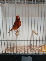 Roodagaat, Dieren en Toebehoren, Vogels | Kanaries, Meerdere dieren