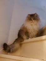 Siberische Neva Masquerade dek kater zoek poezen., Kater, Gechipt, 3 tot 5 jaar