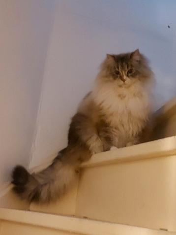 Siberische Neva Masquerade dek kater zoek poezen. beschikbaar voor biedingen