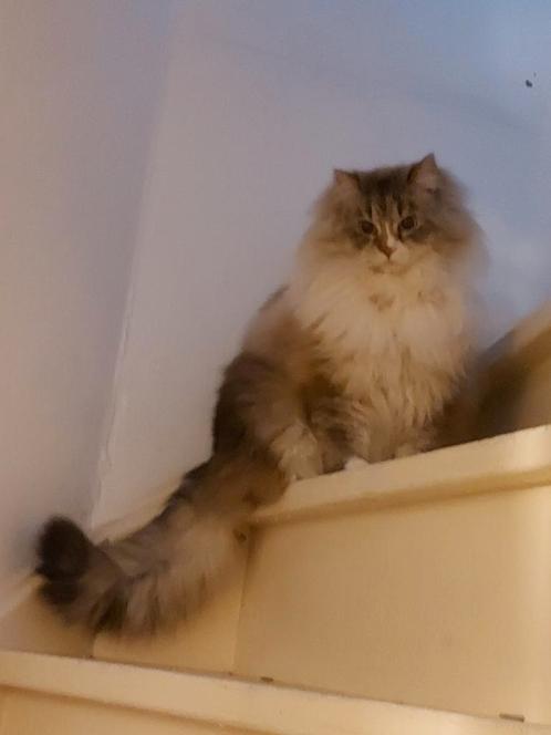 Siberische Neva Masquerade dek kater zoek poezen., Dieren en Toebehoren, Katten en Kittens | Raskatten | Langhaar, Kater, 3 tot 5 jaar