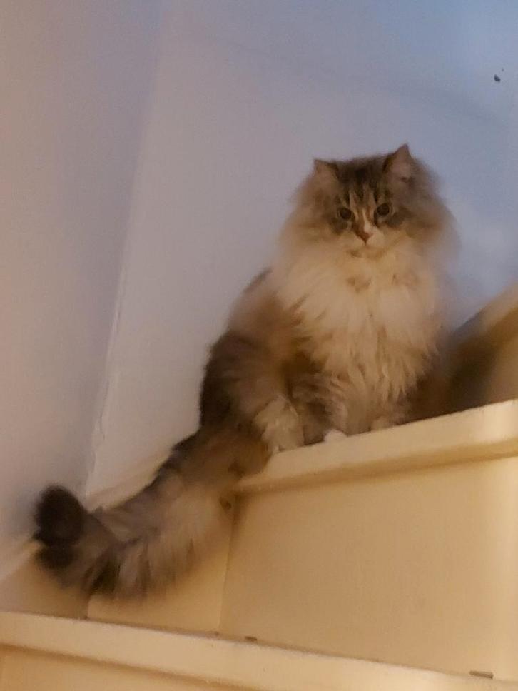 Siberische Neva Masquerade dek kater met stamboom, Dieren en Toebehoren, Katten en Kittens | Raskatten | Langhaar, Kater, 3 tot 5 jaar