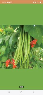 Uit de biologische moestuin: Pronkbonen, zaden, Tuin en Terras, Ophalen of Verzenden, Voorjaar, Volle zon, Zaad