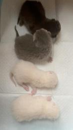 Britse korthaar kittens Laatste 2 😍, Geslacht onbekend, Gechipt, 0 tot 2 jaar