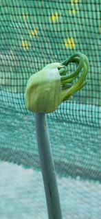 Egyptian Walking Onion/UI. Onbespotten., Ophalen of Verzenden, Zomer, Vaste plant, Kruiden
