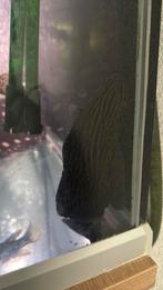 L027  panaque armbrusteri, Ophalen of Verzenden, Zo goed als nieuw, Minder dan 80 cm, Glasplaat