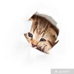 Op zoek naar 2 kittens uit hetzelfde nest., Dieren en Toebehoren, Katten en Kittens | Overige Katten, Meerdere dieren, Kortharig