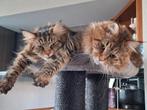 2 lieve maincoon zusjes 1 jaar oud zoeken nieuw huisje, Poes, Gechipt, 0 tot 2 jaar