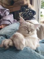 BELONING €250 terugbr Nijmegen Ragdoll/Siberische kitten, Kater, Gechipt