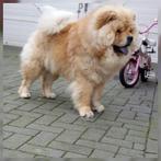 Ter dekking raszuivere ervaren Chow Chow dekreu, Reu, CDV (hondenziekte), Eén hond, 3 tot 5 jaar