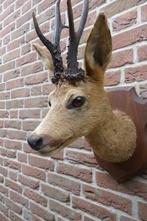 Mooie opgezette hertenkop met groot gewei, Ophalen of Verzenden, Gebruikt, Hert, Opgezet dier