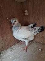 2 mooie jongen met stamkaart, Postduif
