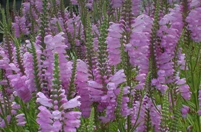 Scharnierbloem in pot - Prachtige tuinplant!, Tuin en Terras, Planten | Tuinplanten, Vaste plant, Volle zon, Zomer, Ophalen of Verzenden