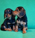 Schitterde Welsh Corgi x Teckel (Dorgi) Pups, Dieren en Toebehoren, Honden | Teckels en Dashonden, Standaard, Nederland, CDV (hondenziekte)