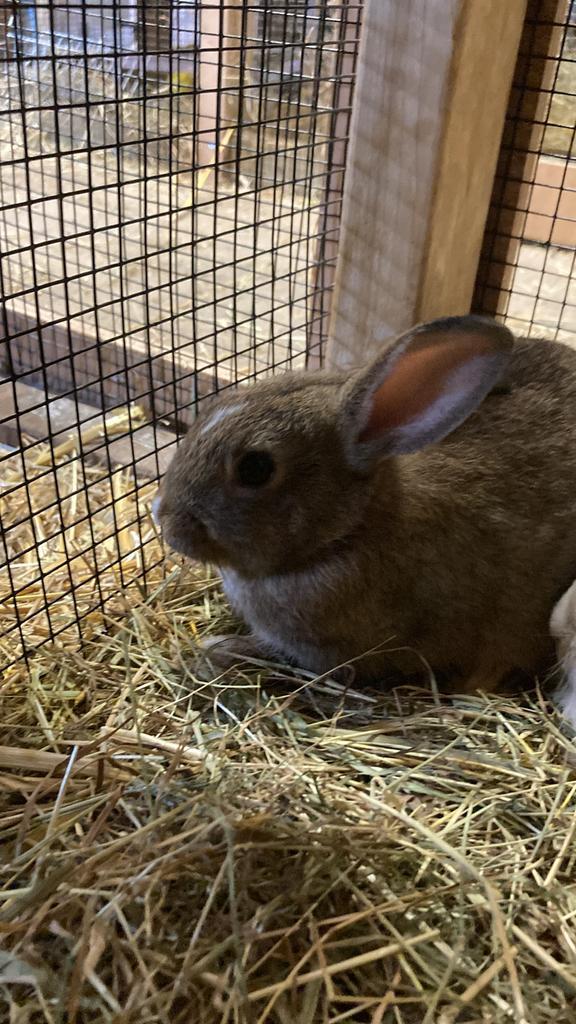 Lionhead dwerg konijntje tekoop., Dieren en Toebehoren, Konijnen, Dwerg, Vrouwelijk