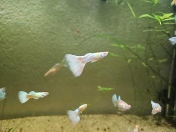 Albino platinum guppies beschikbaar voor biedingen